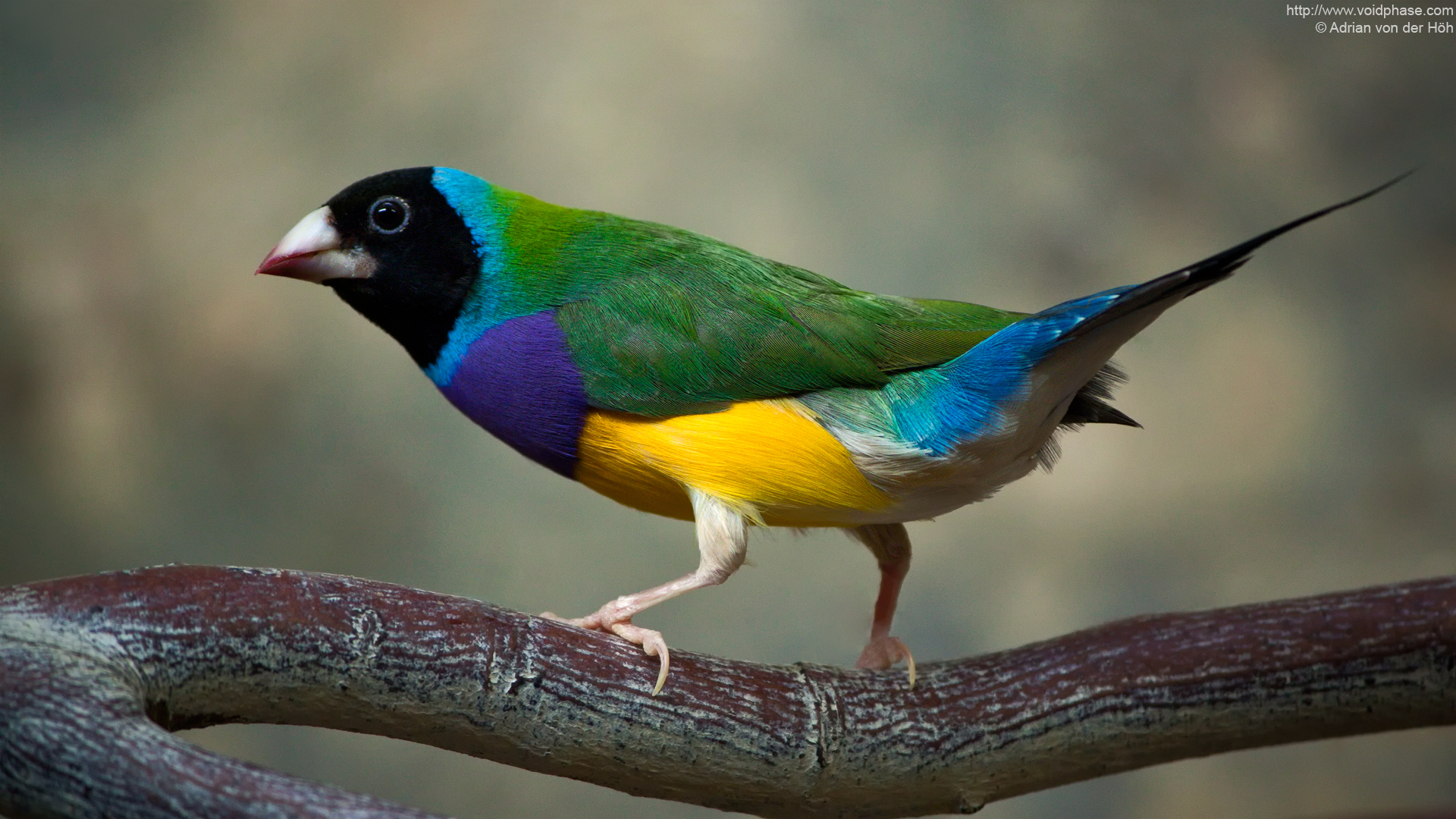 bird_gouldian_finch_1920.jpg